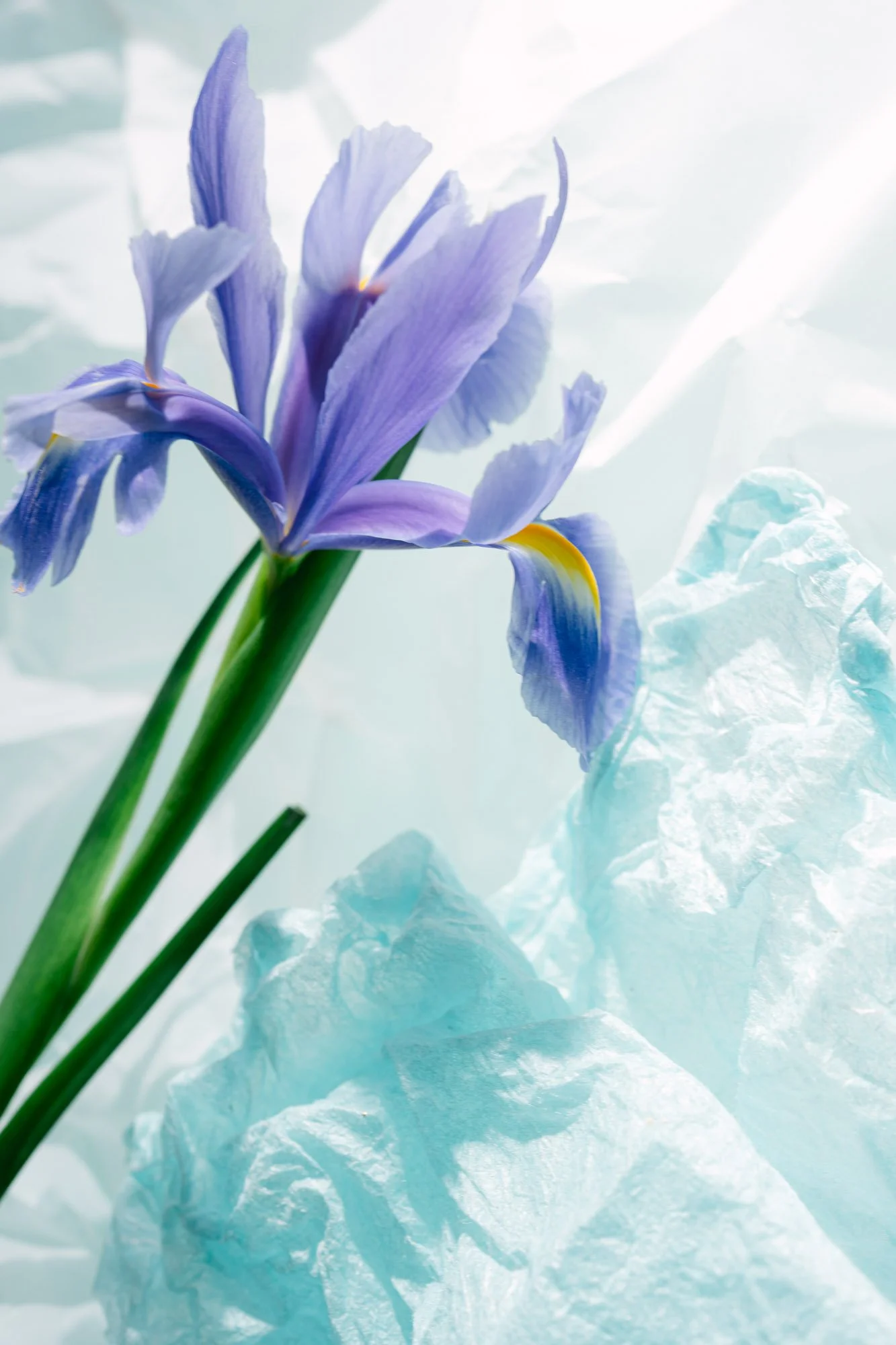 Flowers-23.jpg