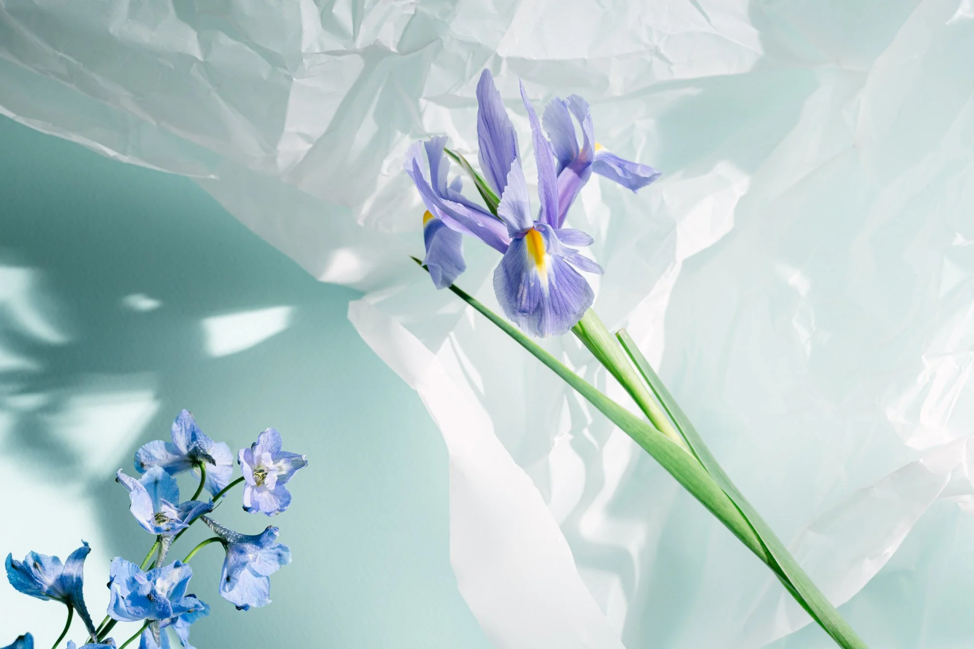 Flowers-22.jpg