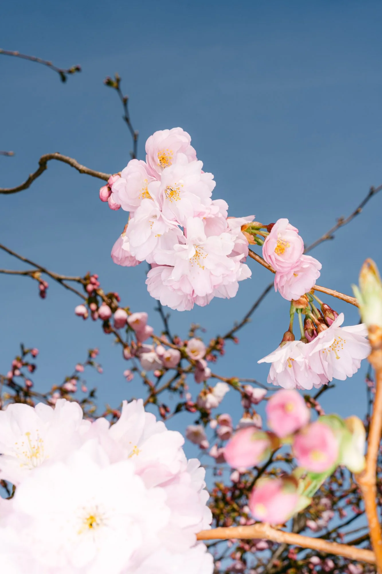 Flowers-33.jpg