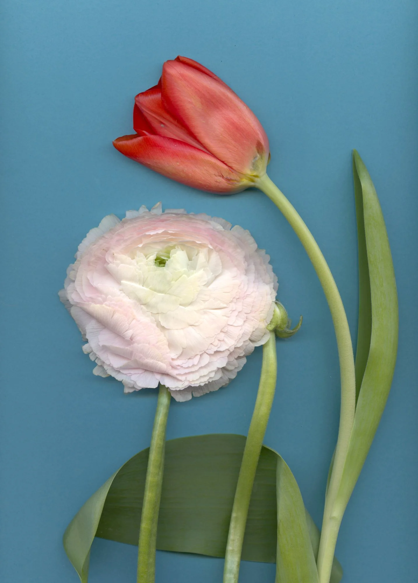 Flowers-82.jpg