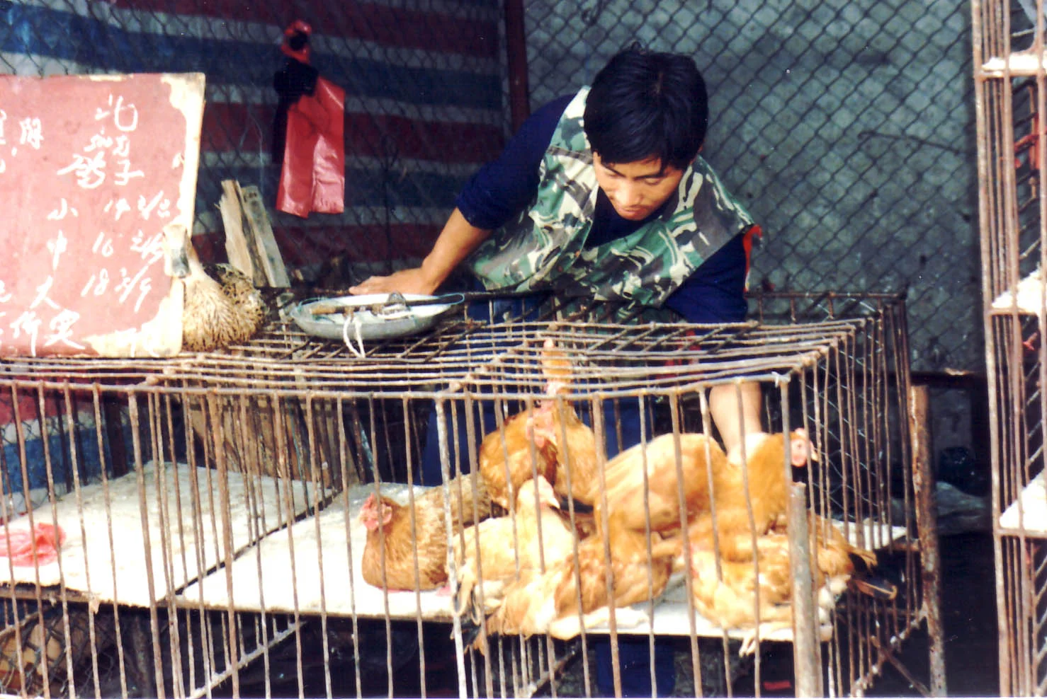94 Market chickens