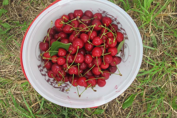 cherrypie07.jpg