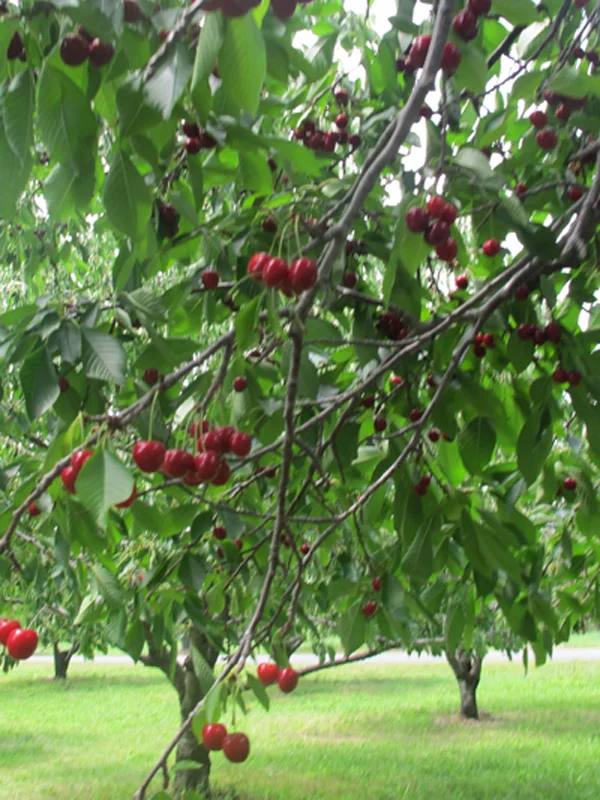 cherrypie08.jpg