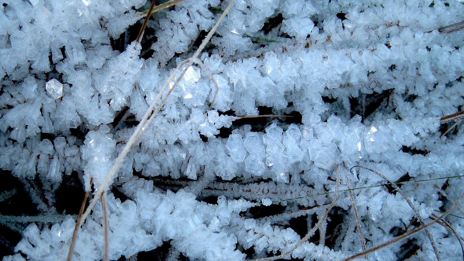 Gem encrusted blades of grass