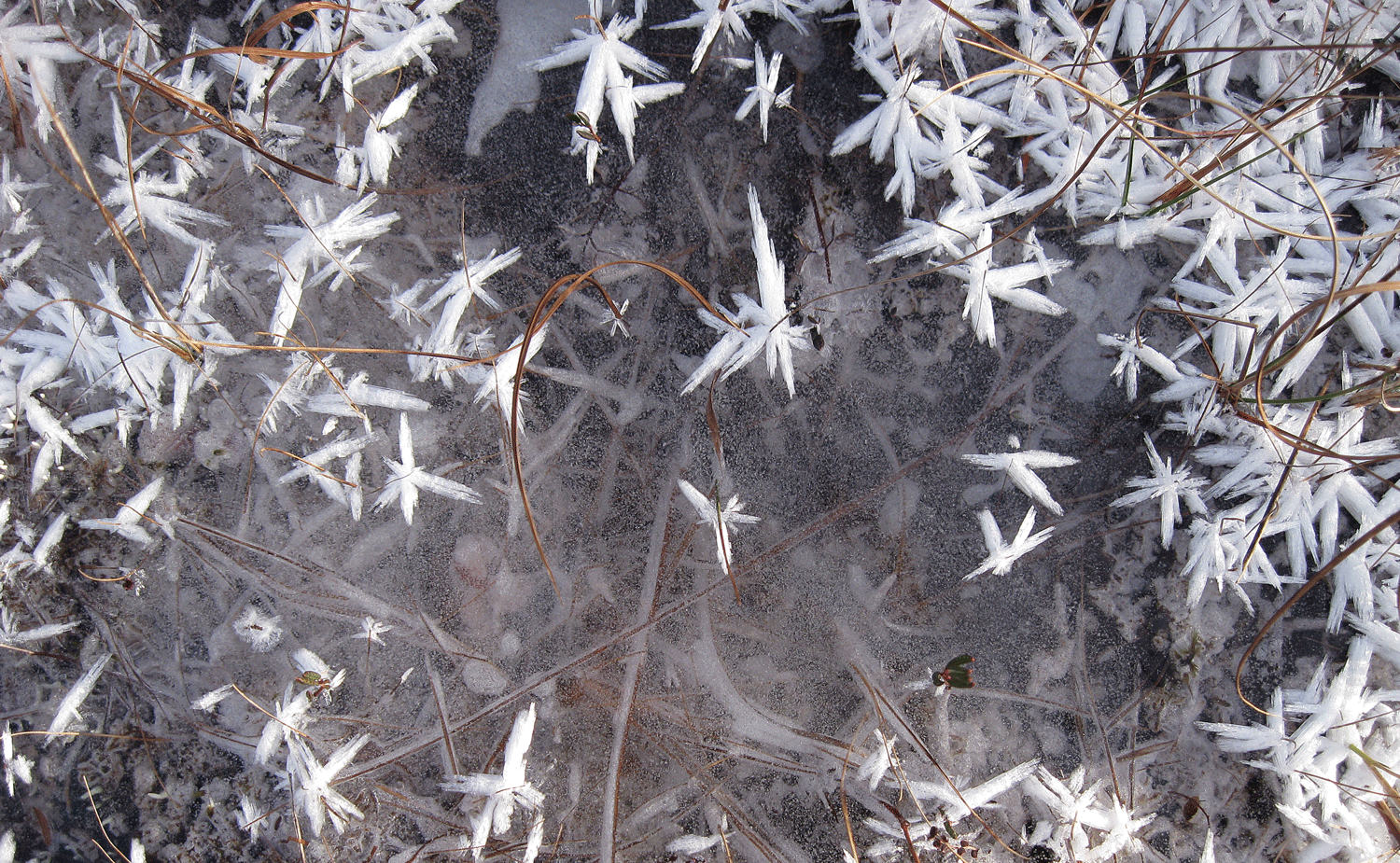Frost spicules and grass in a small pond