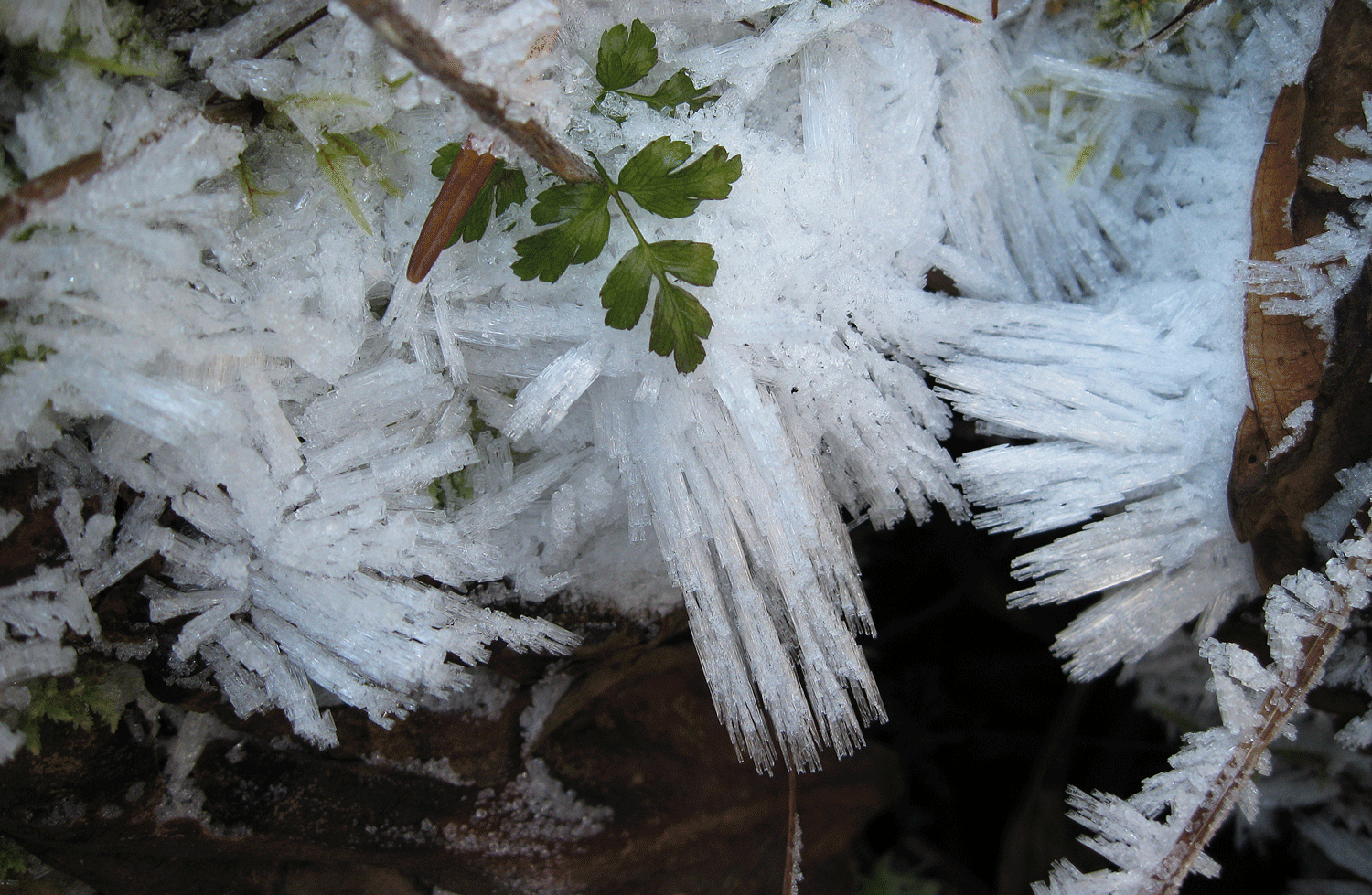 Frost spicules adorning a goldthread leaf.