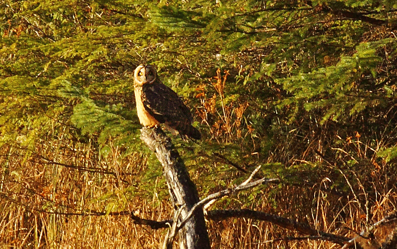 Curious short eared owl (Asio flammeus)
