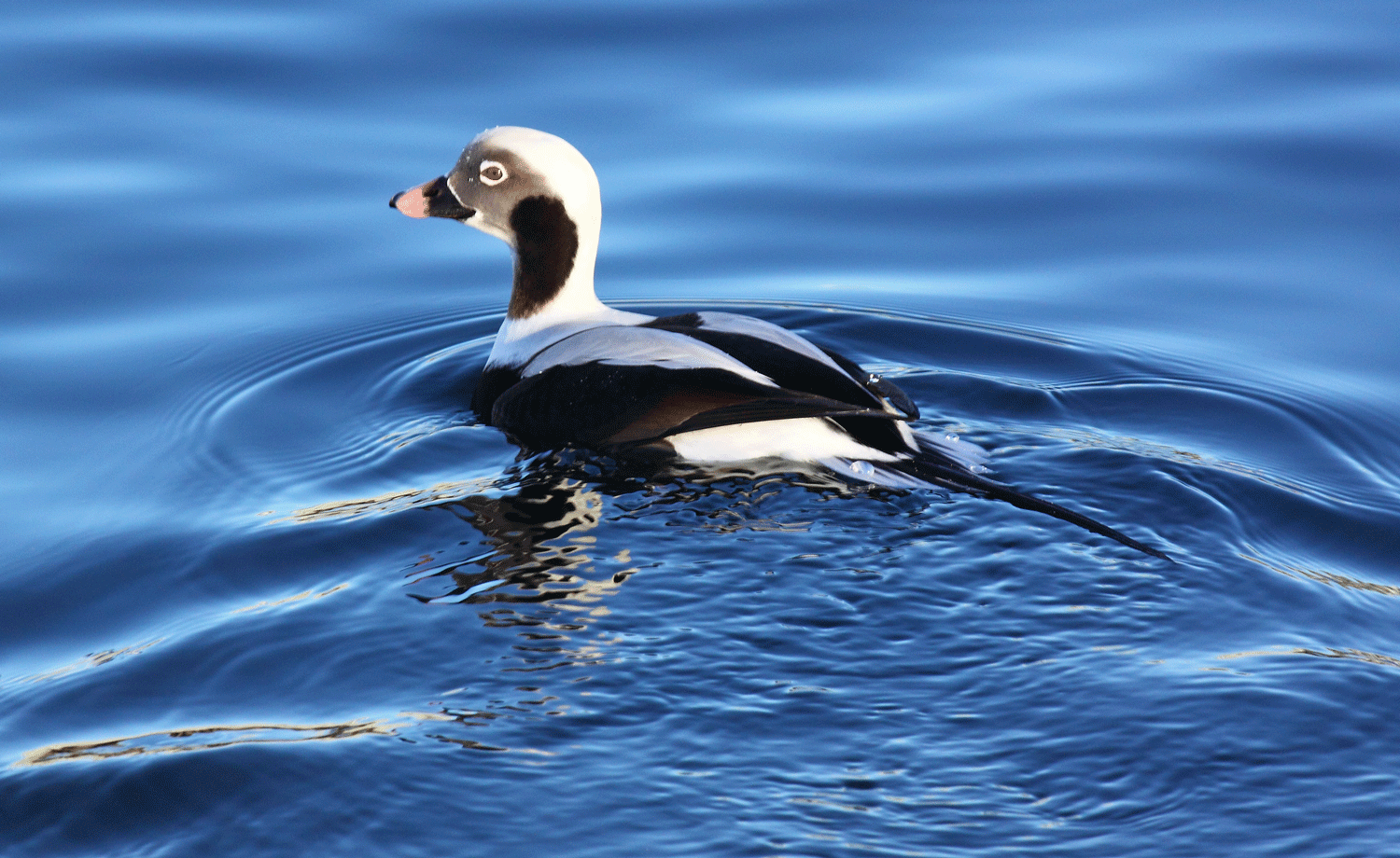 Long Tailed Duck  ( Clangula hyemalis )  in Petersburg Harbor.