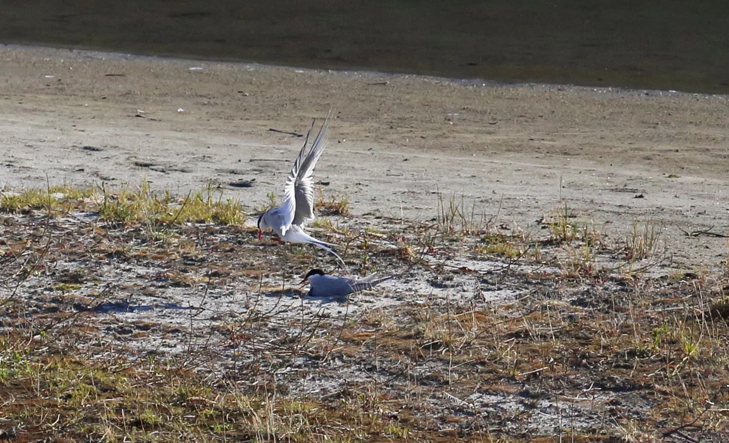 Arctic terns at their nest.