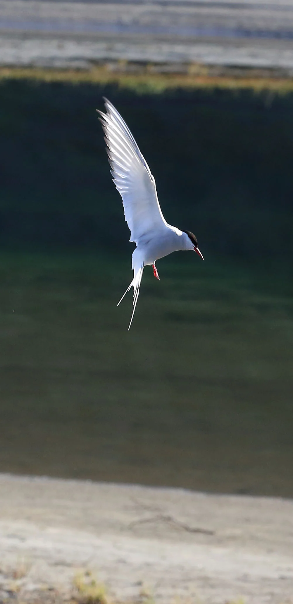 Arctic tern hovering.