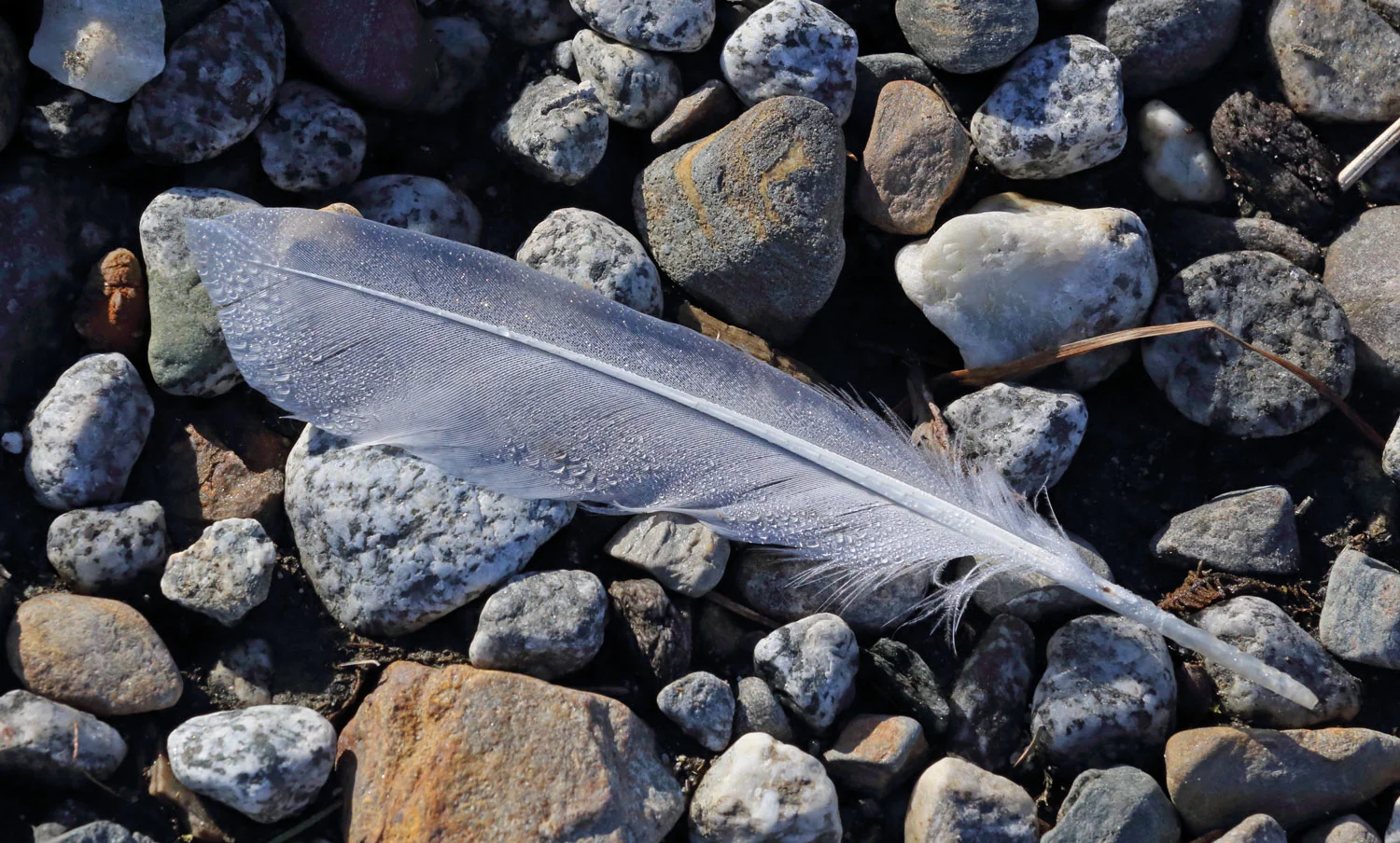 Arctic tern feather Juneau Alaska