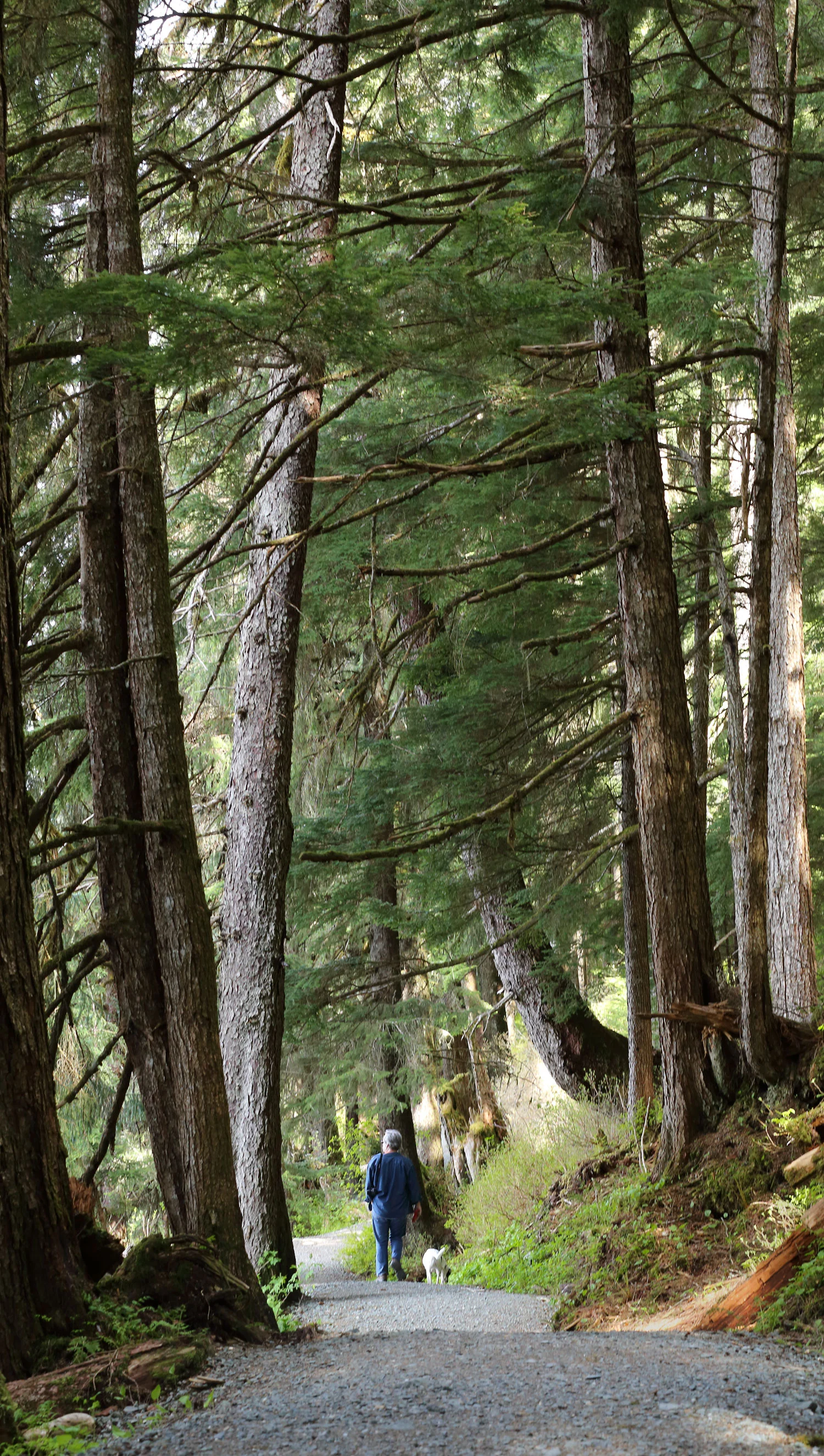 Auke Lake Trail has forested stretches and floating bridges on the lake.