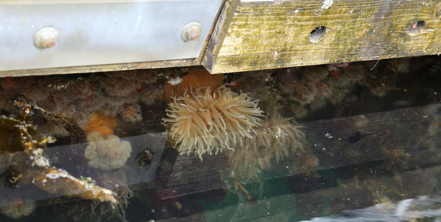 Marine growth on the dock. A large sea anemone is in the center.&nbsp;