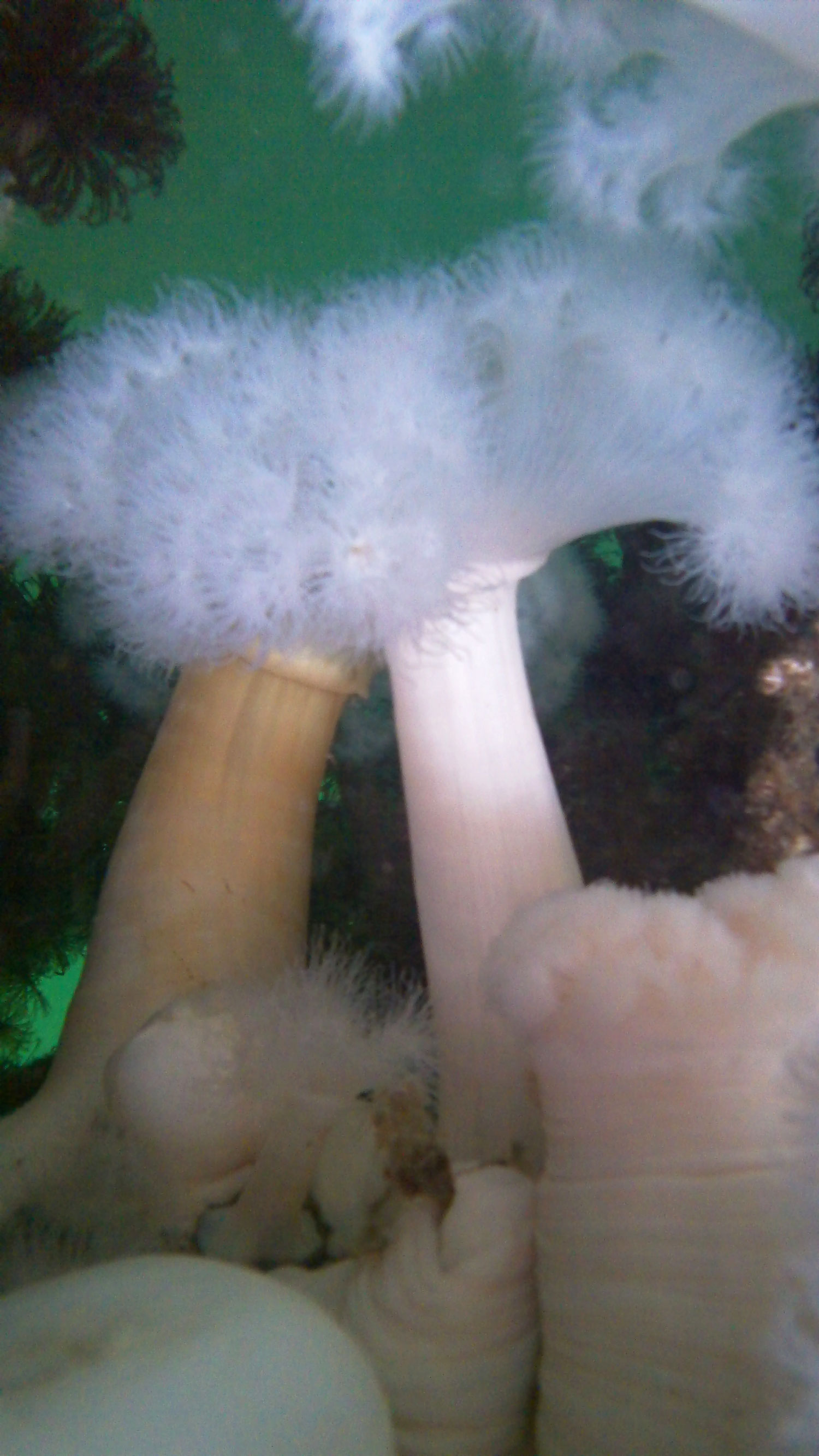 White-plumed anemone (  Metridium farcimen  )