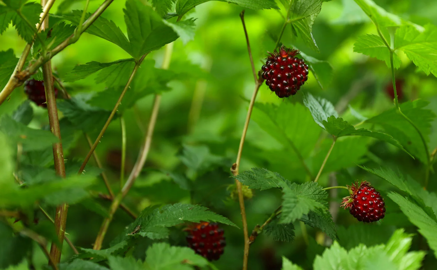 Salmonberries ready to pick