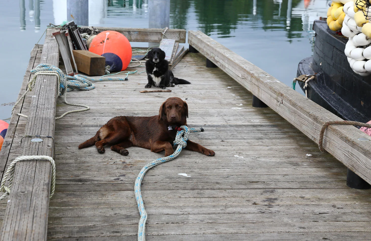 I sense the stick. Let me slip the bounds of responsibility and chase the stick.