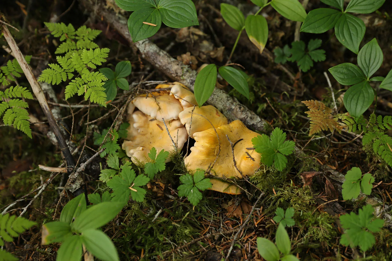 Golden chanterelles