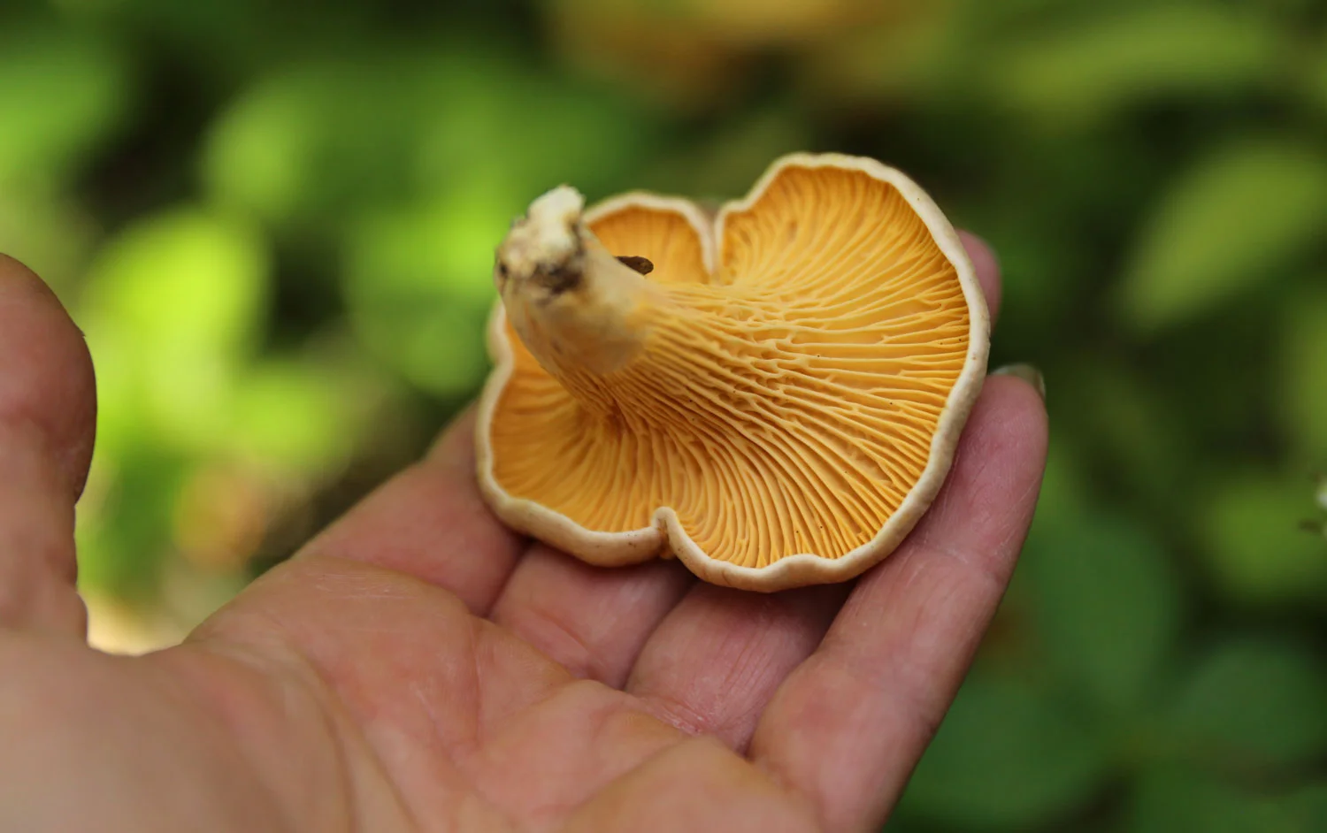A golden chanterelle, just right for harvest.
