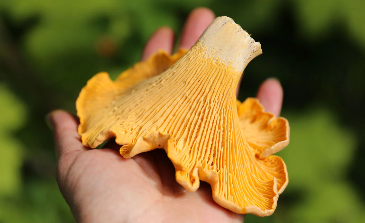Chanterelle in Southeast Alaska
