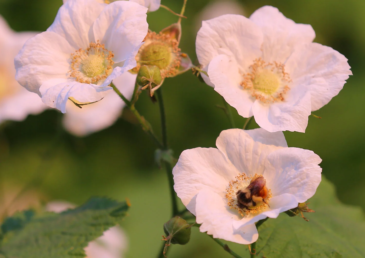 A bumblebee working thimbleberry blossoms.