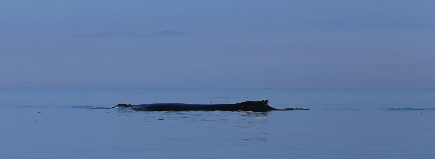 Humpback whale taking a breath.