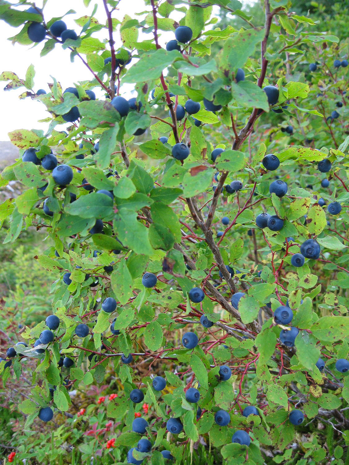 Blueberries Southeast Alaska