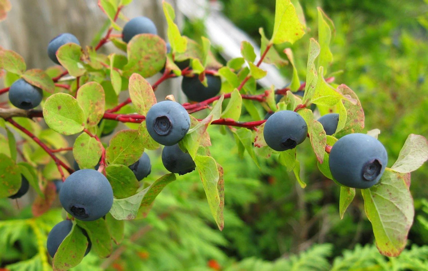 Blueberries Southeast Alaska