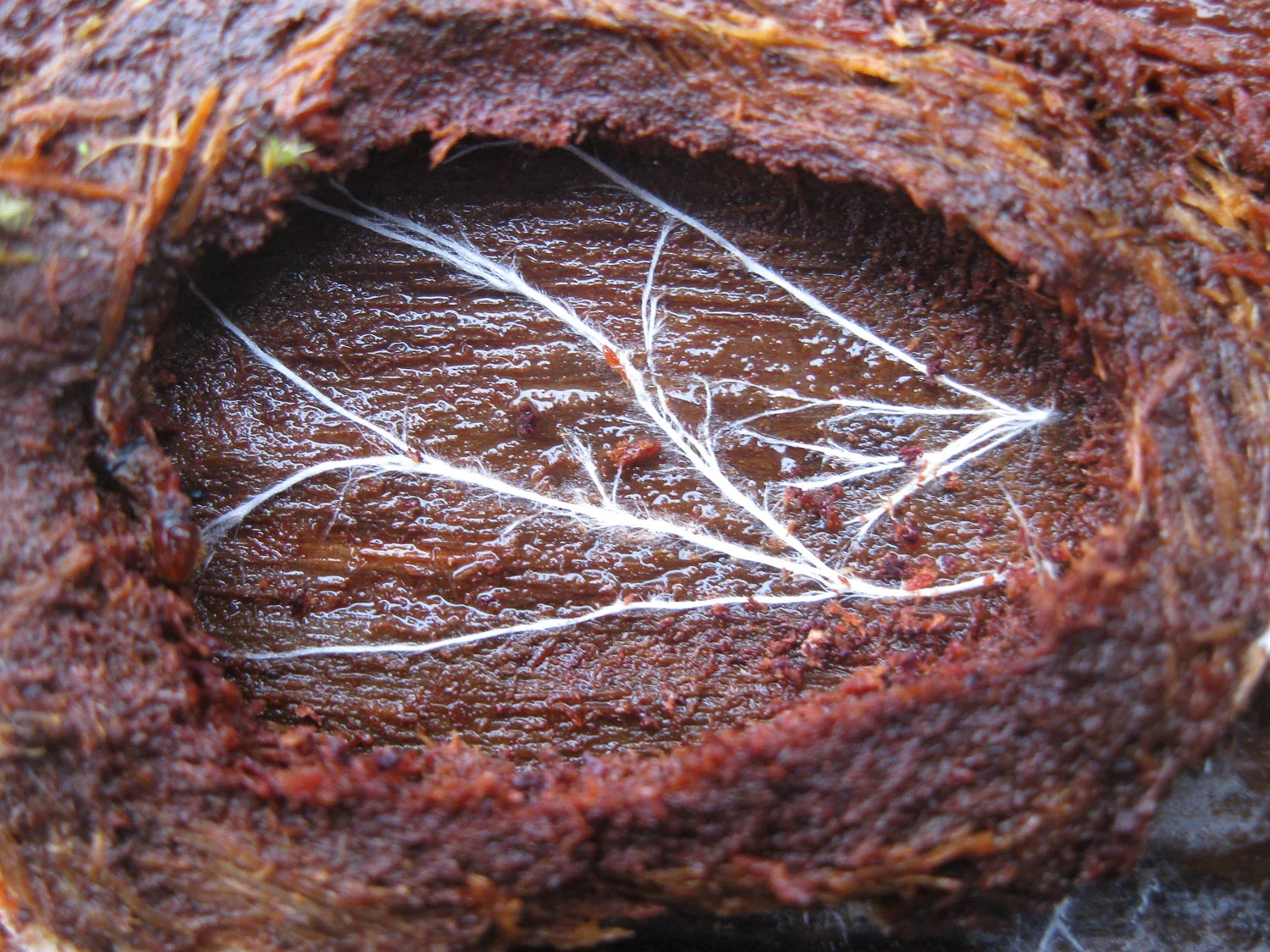 Threads of mycelium on a log where the bark had fallen off.