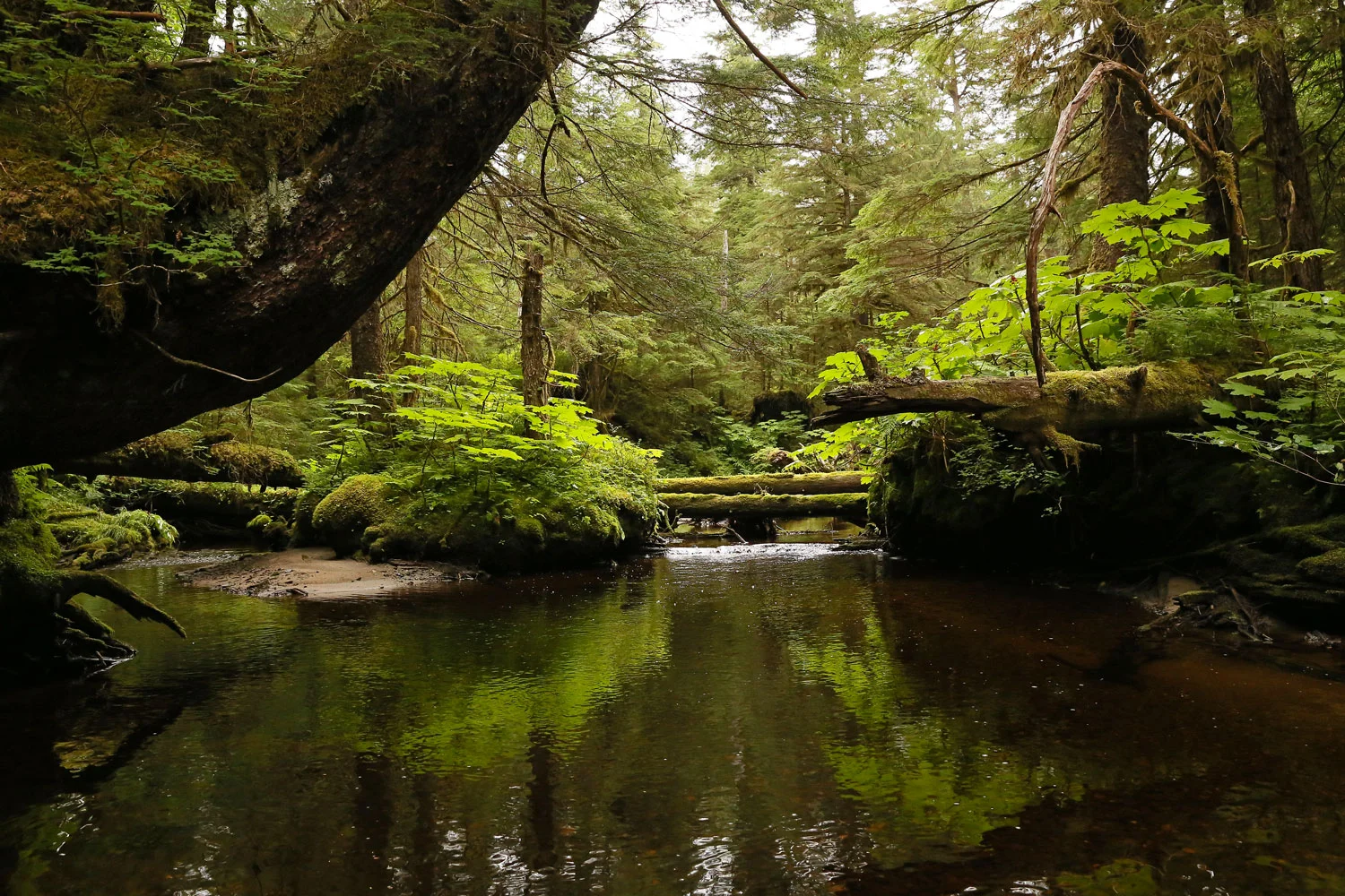 Forest stream log bridges Southeast Alaska