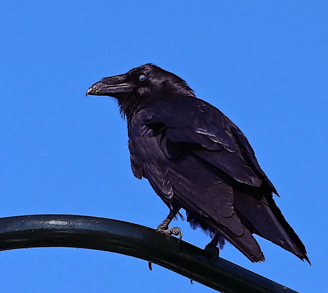 Raven_0062.jpg