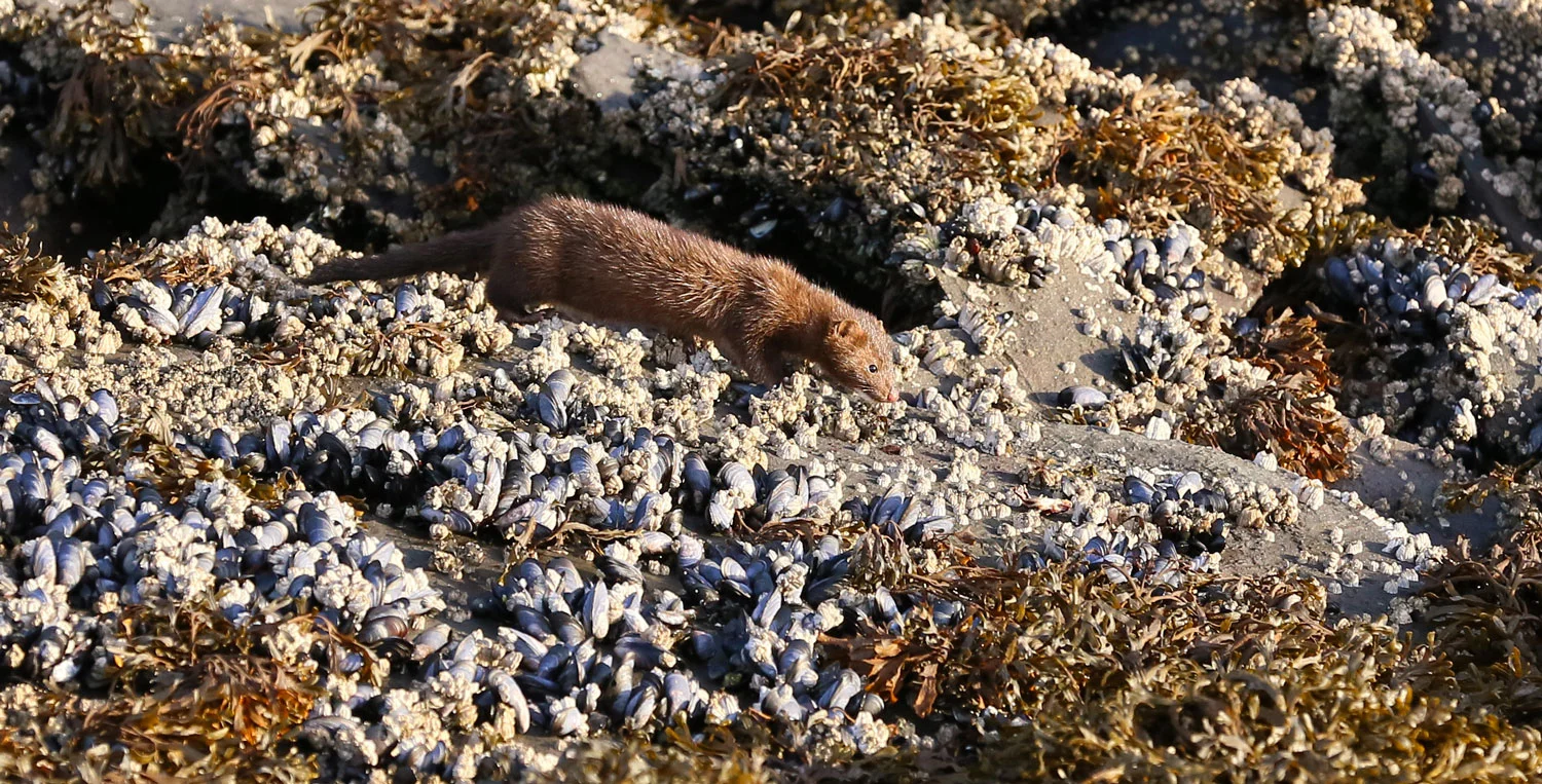 Mink ( Neovison vison  ) 