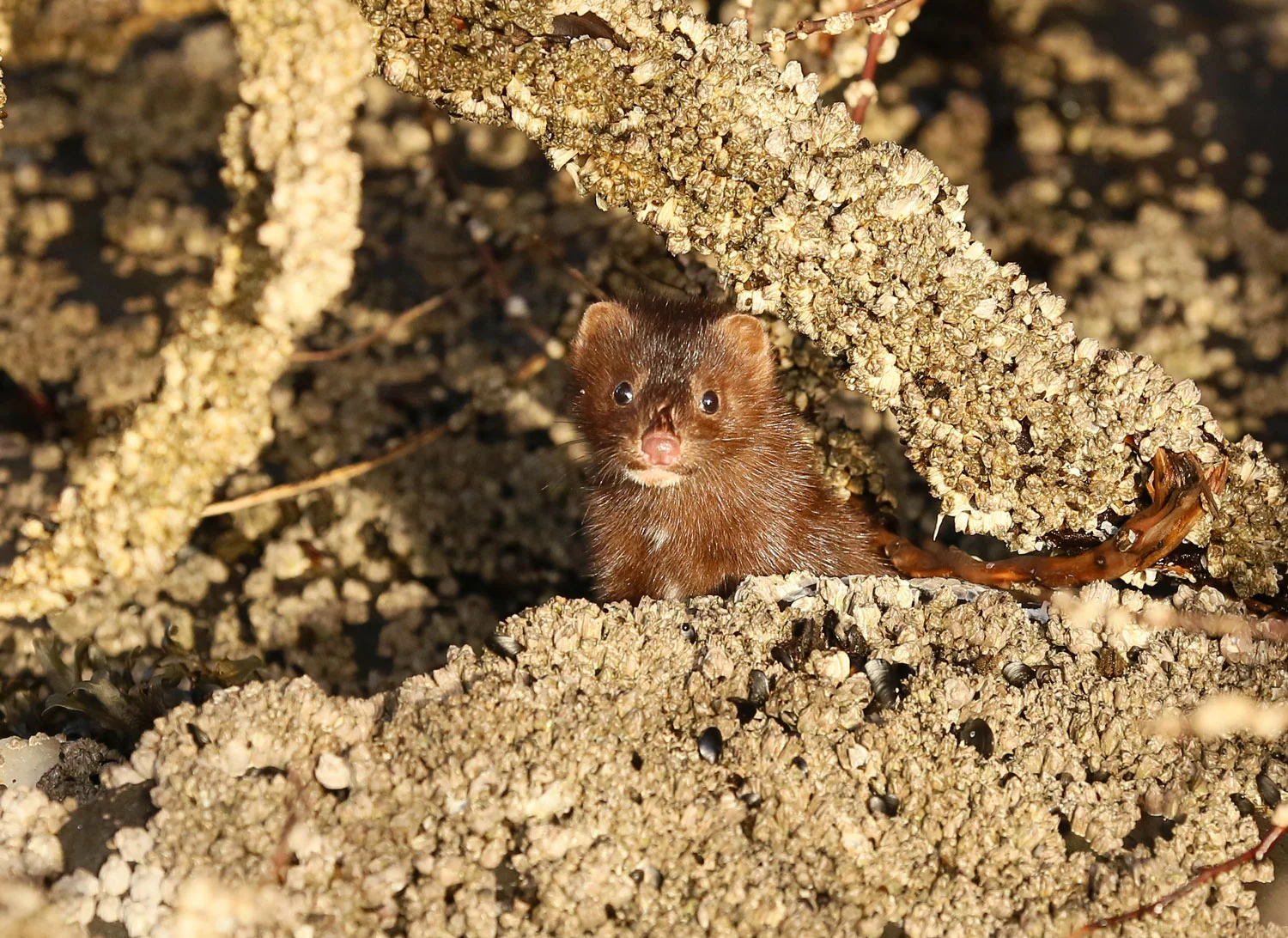 American mink ( Neovison vison) &nbsp; peeking out between barnacles and seaweed. Don't let that little face fool you. This mink will shred your hand if you try to pet it.