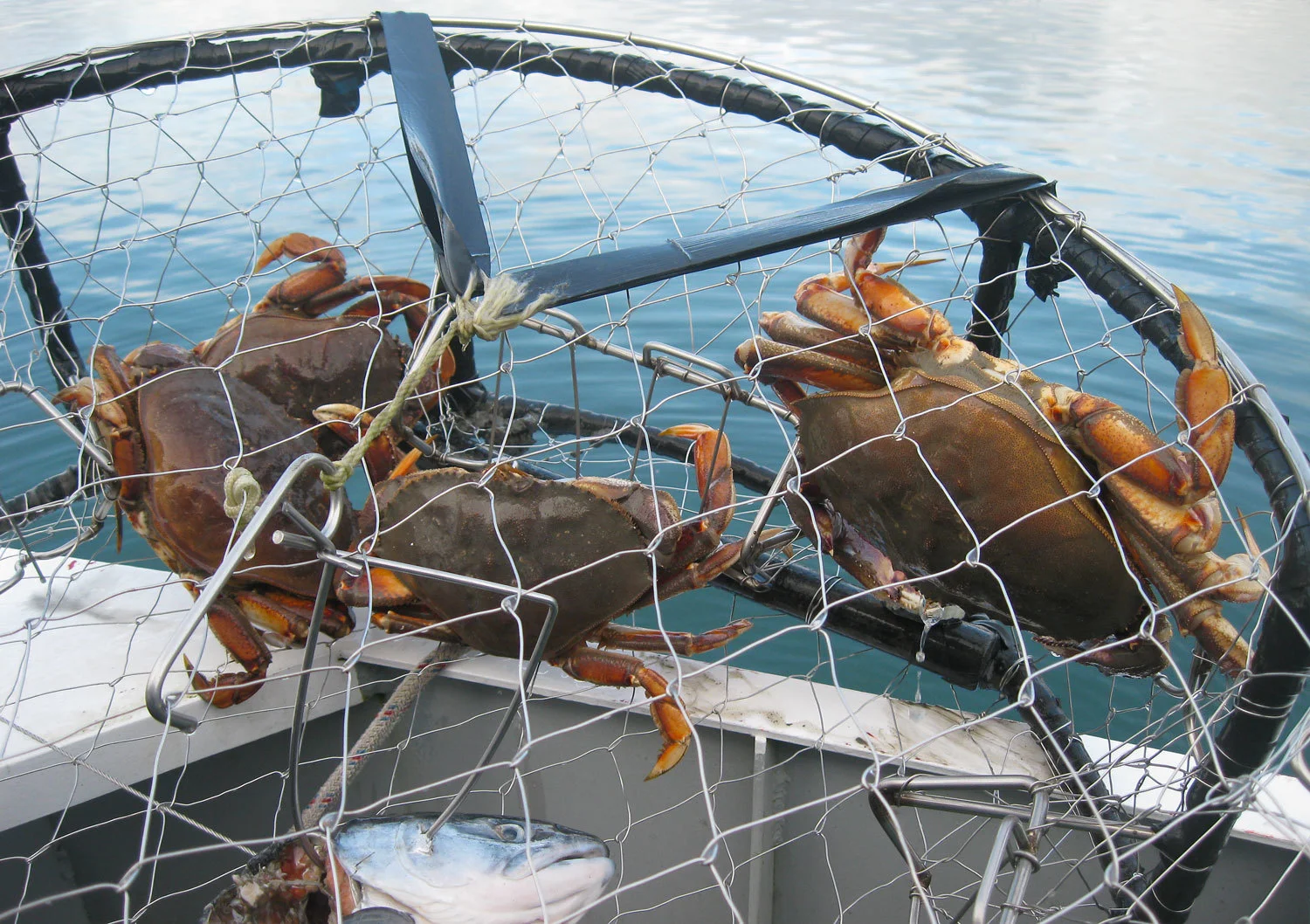 Turning salmon heads into crab.