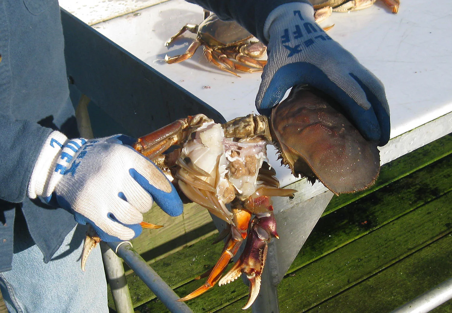 Dungeness crab pulling the back off