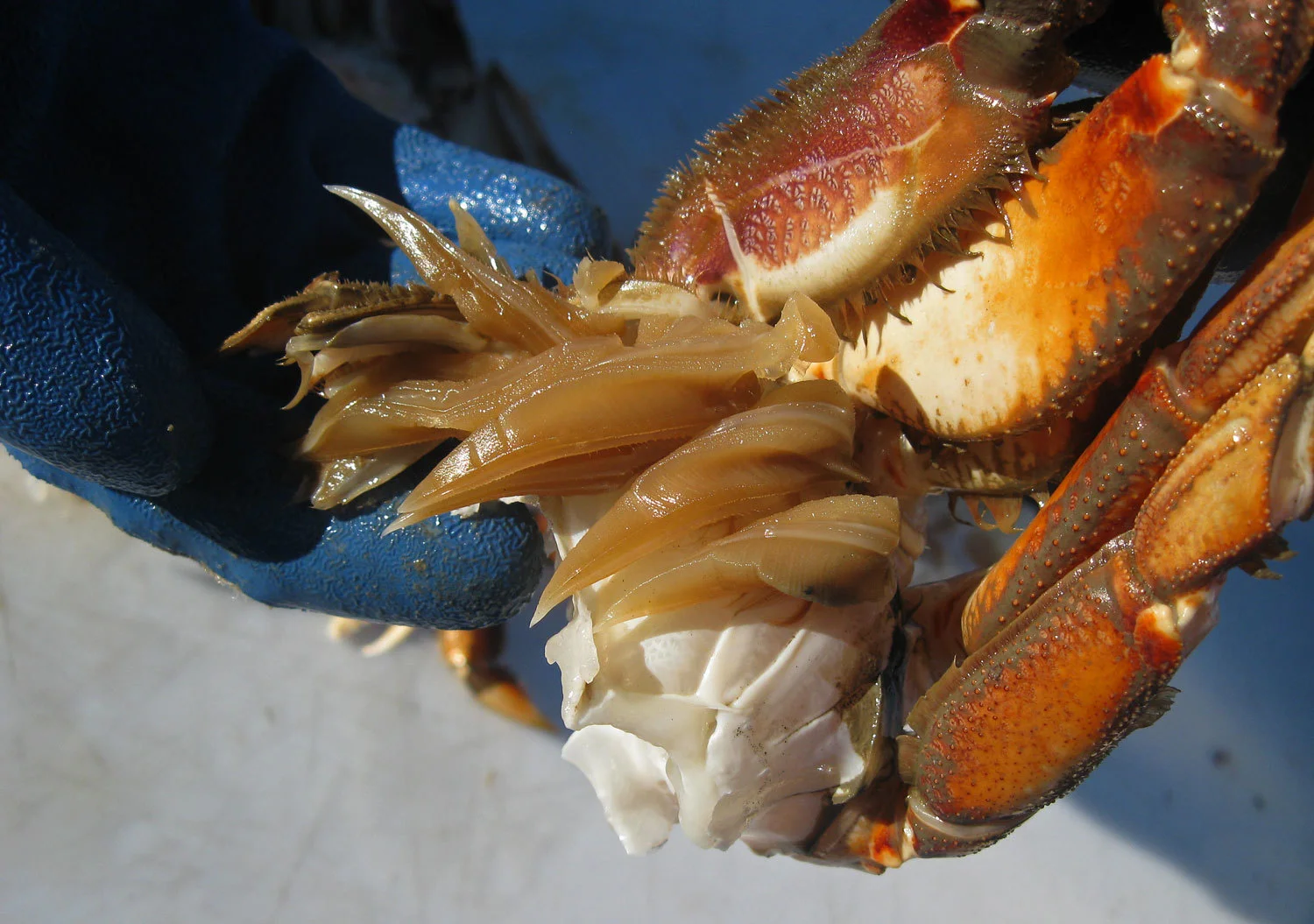 The Dungeness crab gills need to be removed.
