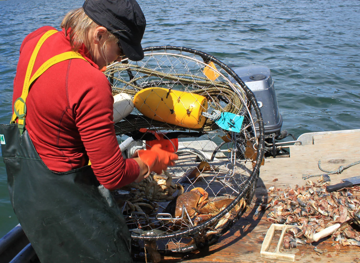 Pulling crab out of the pot before re-baiting it and resetting it. The bait that she chopped up is on the right side of the table.