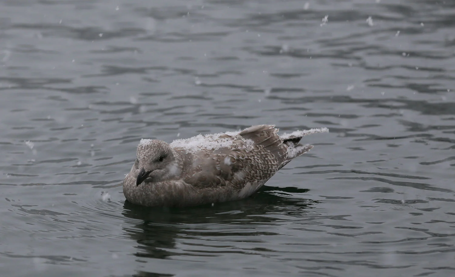 Seagull_snow_2244.jpg
