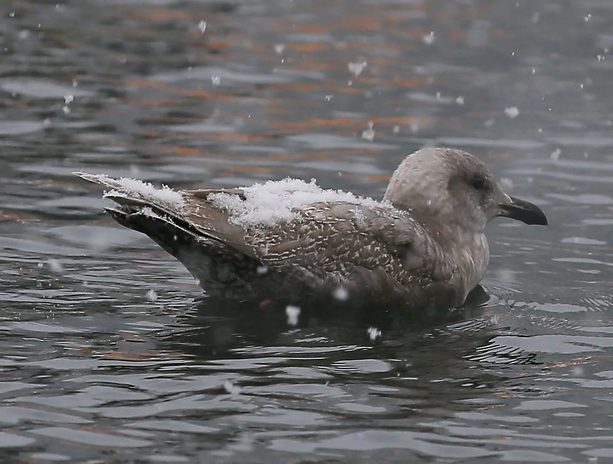 Seagull_snow_2241.jpg