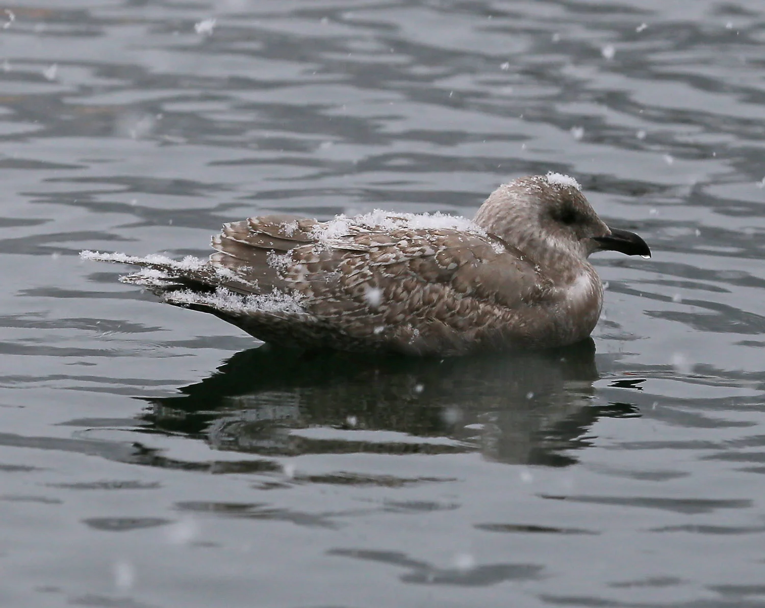 Seagull_snow_2243.jpg