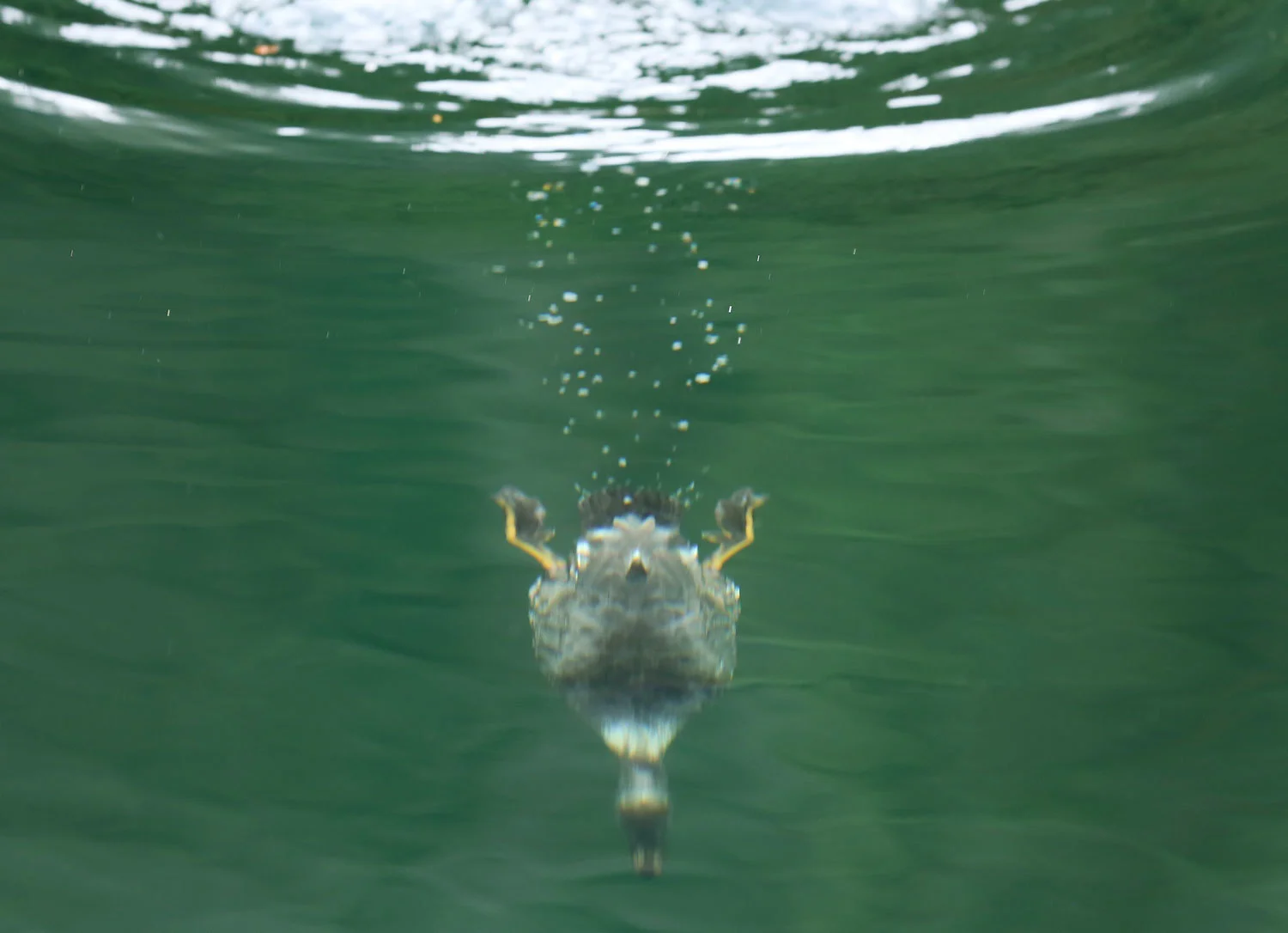 Barrow's Goldeneye female diving