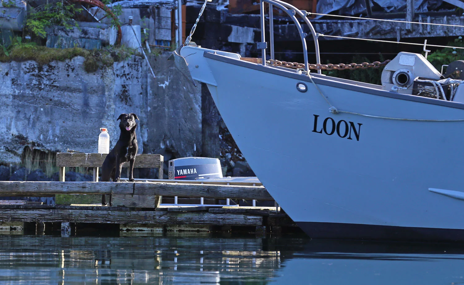 Port_Protection_greeter_dog_0513.jpg