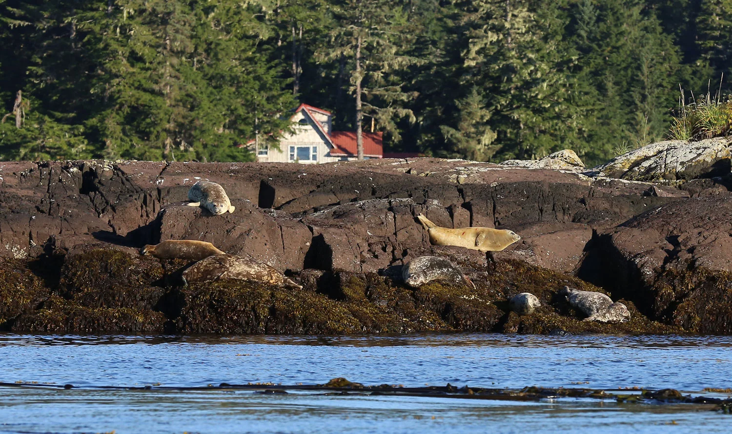 Seals lolling on a reef by Point Baker.