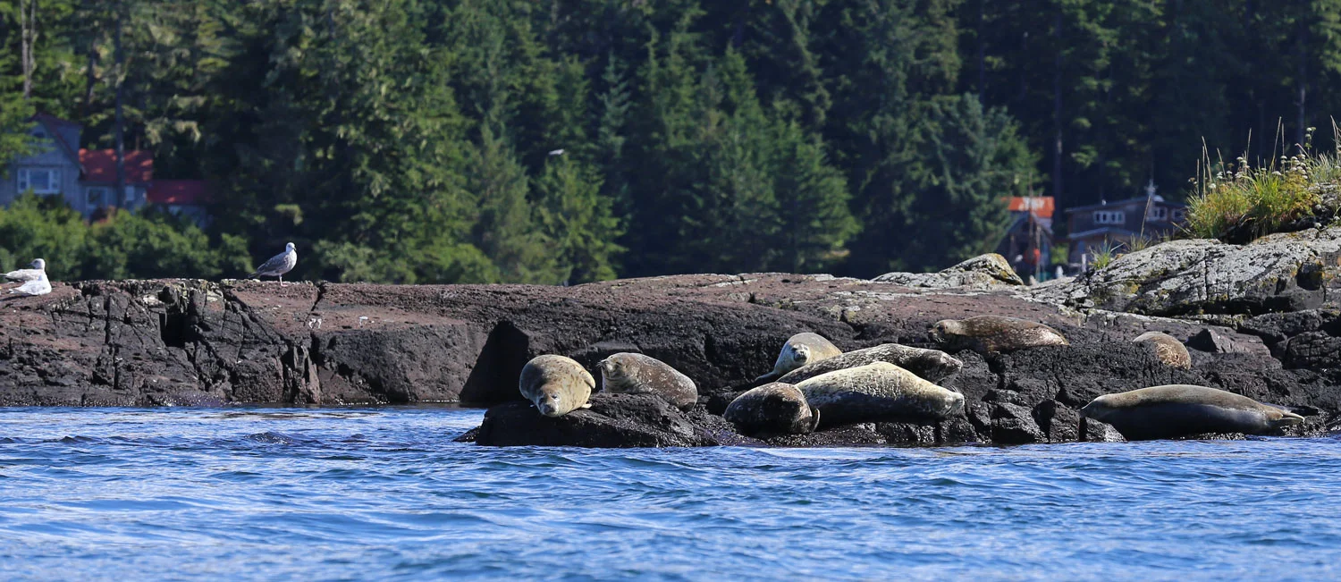Seals squinting in the sun with Point Baker homes in the background.