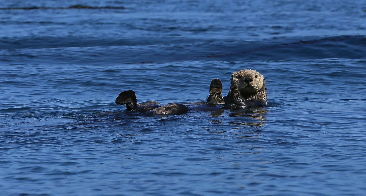 Sea otter
