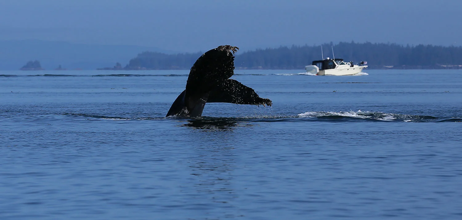 Humpback whale tail at Point Baker