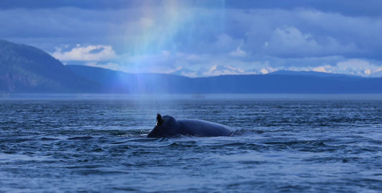 Humpback whale rainbow Point Baker Alaska