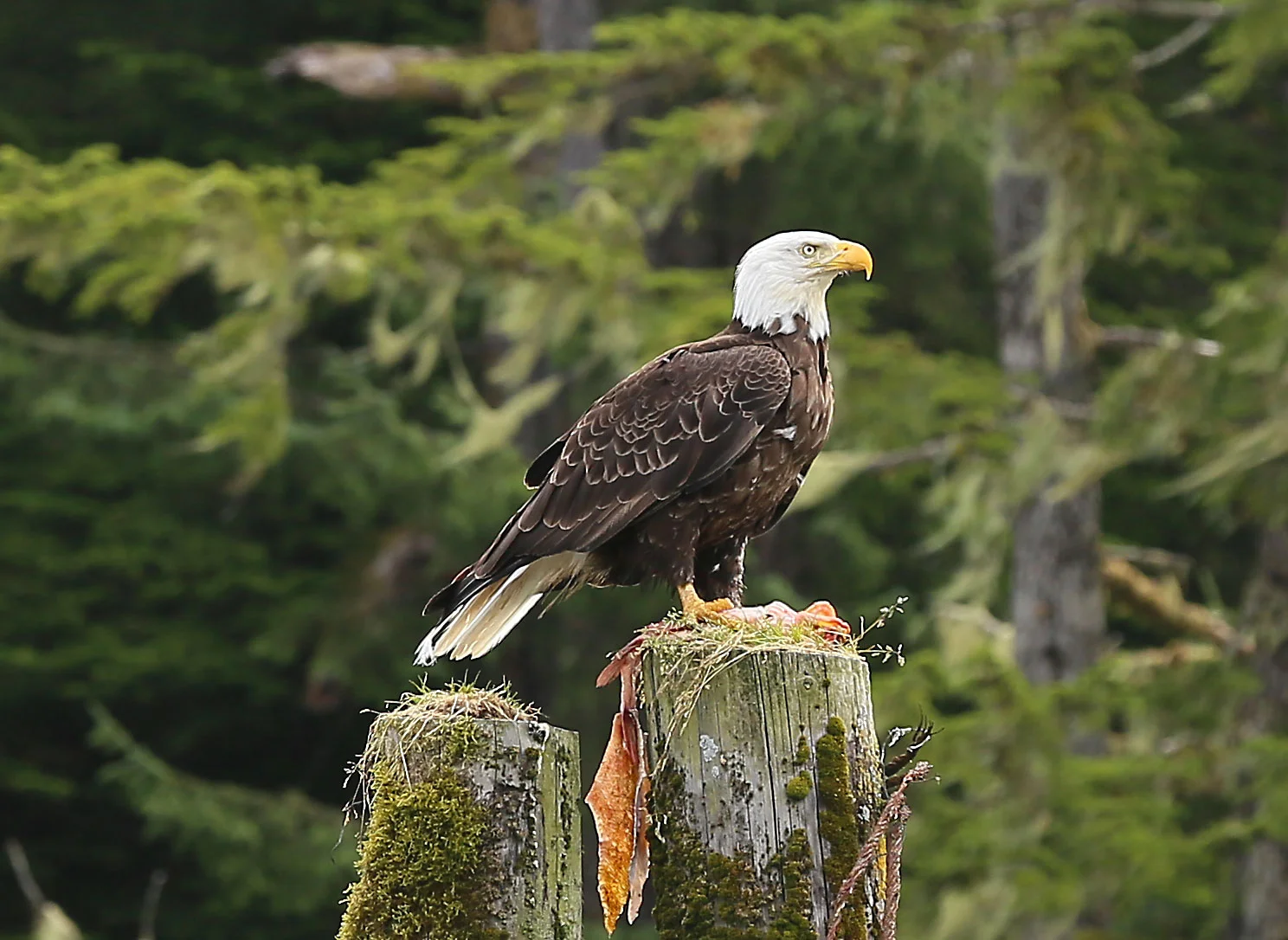 Bald eagle in Point Baker