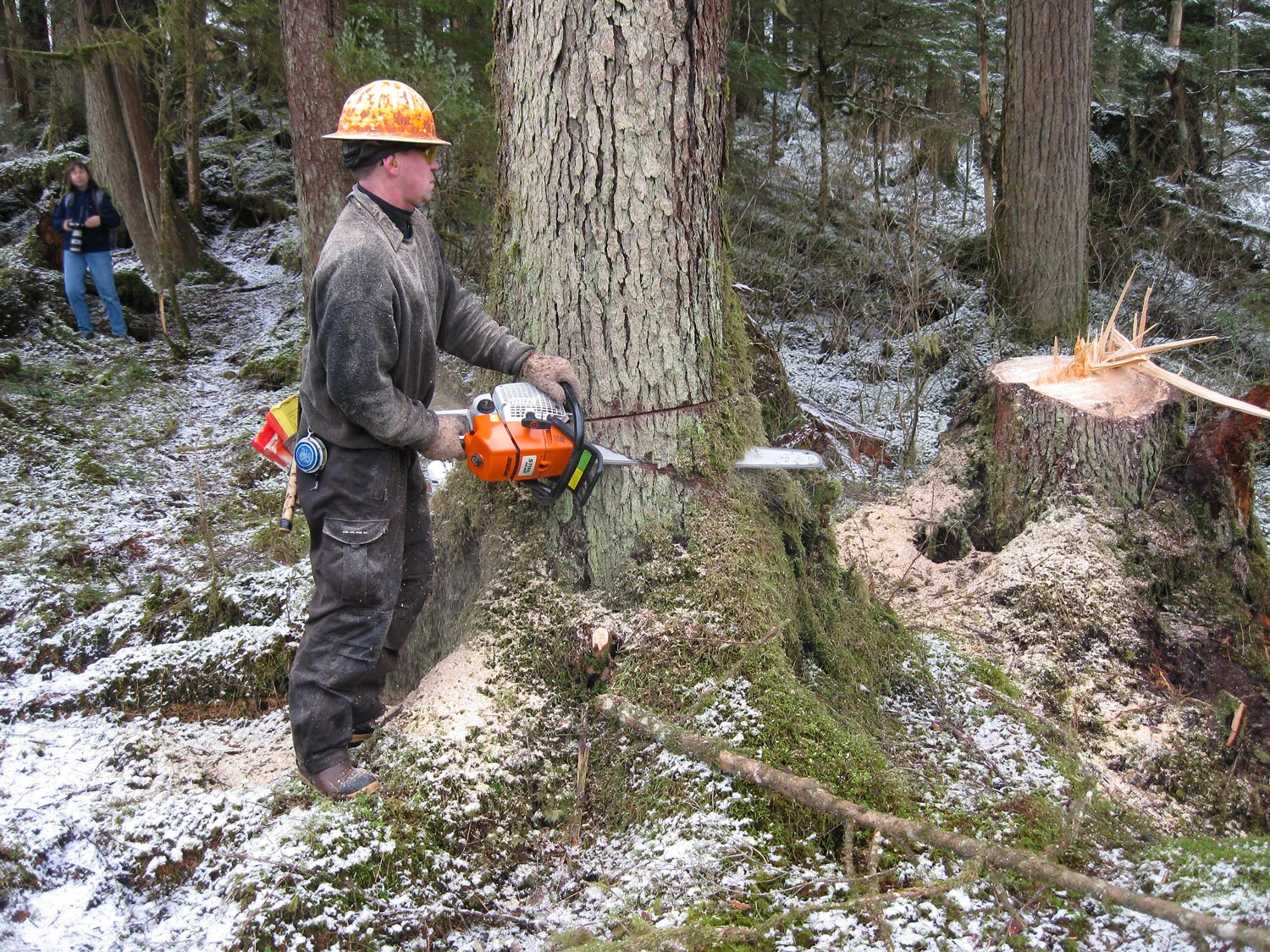 Jeremy making the bottom cut to take out the notch. This photo was taken by my husband, and I am in the background ready to take photos, and go hide behind a tree.