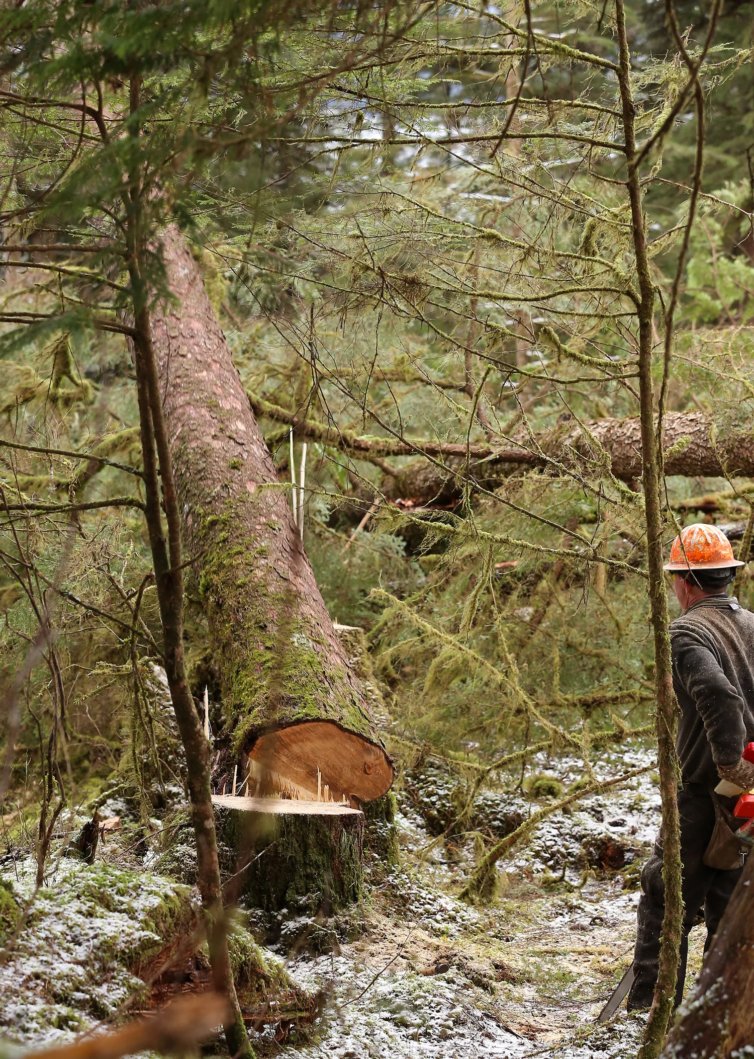 Slipping the wedge back into his tool belt as the tree falls.