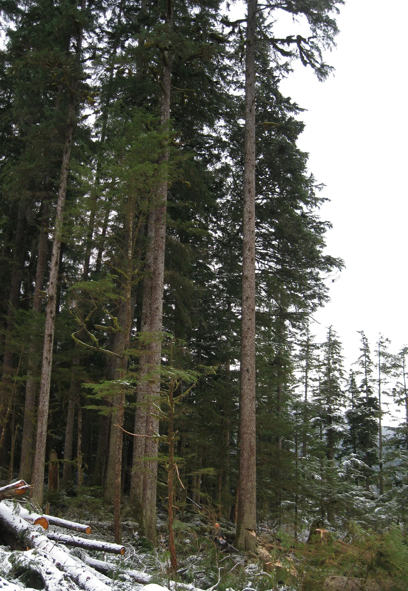 This tree is just right of center. You can see the notch and Jeremy. Photo credit: My Guy